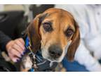 Adopt Chase a Beagle
