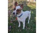 Adopt Ranger a Jack Russell Terrier, Rat Terrier