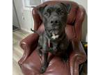 Adopt Bullseye a Rottweiler, Black Labrador Retriever