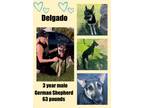 Adopt DELGADO 3 YEAR GERMAN SHEPHERD MALE a German Shepherd Dog