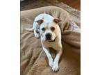 Adopt Michael a Staffordshire Bull Terrier