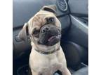 Adopt Tank a Pug