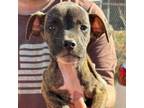 Adopt Country Club 4 a Mixed Breed