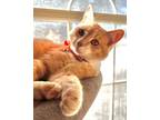 Adopt Shannon C's Toby a Domestic Short Hair, Tabby