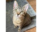 Adopt Shannon C's Scratch a Domestic Short Hair