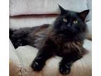 Adopt Romeo - Outdoor Only a Domestic Long Hair