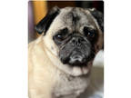 Adopt Pickles a Pug