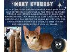 Adopt Everest a Tabby