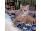 Adopt Tangerine a Domestic Short Hair