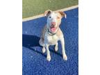 Adopt Shotzee a Catahoula Leopard Dog