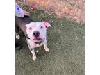 Adopt Ziggy a Pit Bull Terrier