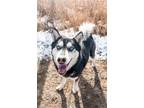 Adopt Elmor (Odin) a Siberian Husky