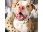 Adopt Oscar a Pit Bull Terrier