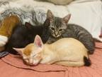 Adopt Kittens! a Domestic Short Hair