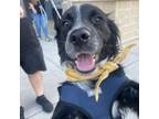 Adopt Crispin a Border Collie, Pointer