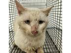 Adopt Edward a Domestic Short Hair