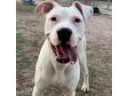 Adopt Mr. Clean a Pit Bull Terrier