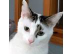 Adopt Matthew a Domestic Short Hair