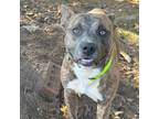 Adopt Leo a Catahoula Leopard Dog, American Bully