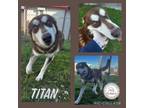 Adopt Titan a Husky