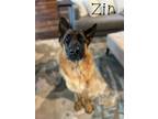 Adopt Zin a German Shepherd Dog