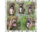 Adopt Brody CFS230057275 a Pit Bull Terrier