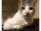 Adopt Damon a Domestic Short Hair