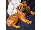 Adopt Dasher #cutie-pie a Chow Chow, Shiba Inu