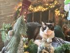 Adopt Nutmeg a Snowshoe