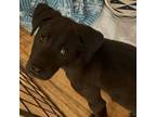 Adopt Elvis a Labrador Retriever, Australian Cattle Dog / Blue Heeler