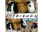 Adopt Chandler, Ross, & Joey a Abyssinian, Guinea Pig