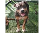 Adopt Chip a Pit Bull Terrier