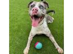 Adopt Legend a Catahoula Leopard Dog