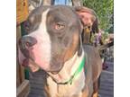 Adopt Frankee a American Staffordshire Terrier
