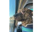 Adopt Rambo a Dachshund, Pit Bull Terrier