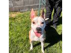 Adopt Wonderboy a Pembroke Welsh Corgi, Bull Terrier