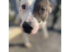 Adopt Silas a Pit Bull Terrier