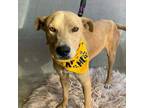 Adopt Scooby a Black Mouth Cur, Mixed Breed