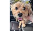 Adopt Bentley a Border Terrier