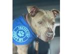 Adopt Zada a Pit Bull Terrier