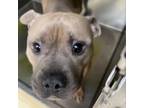 Adopt Jerry a American Staffordshire Terrier