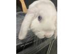 Adopt Jovi a Bunny Rabbit
