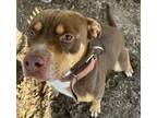 Adopt Red a Pit Bull Terrier