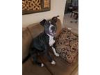 Adopt Frigg a Pit Bull Terrier, American Staffordshire Terrier