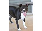 Adopt Frigg a Pit Bull Terrier, Boxer