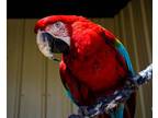 Adopt Mojito a Macaw