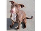 Adopt Puddin! Sweet, Petite Girl! a Pit Bull Terrier, Hound