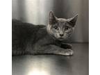 Adopt FLAME a Domestic Short Hair