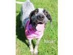 Adopt Biscuit a Pointer