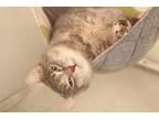 Adopt Polly #3 a Domestic Short Hair